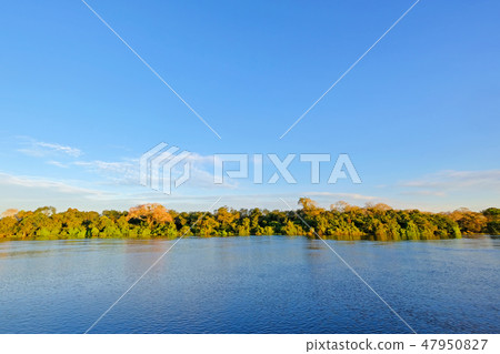Rio Paraguay River between Corumba and Porto Jofre, Pantanal landscape, Mato Grosso do Sul, Brazil 47950827