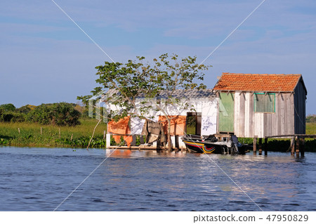 House on stilts at the Rio Paraguay river in the Pantanal, near Corumba, Mato Grosso Do Sul, Brazil House on stilts at the Rio Paraguay river in the Pantanal, near Corumba, Mato Grosso Do Sul, Brazil 47950829