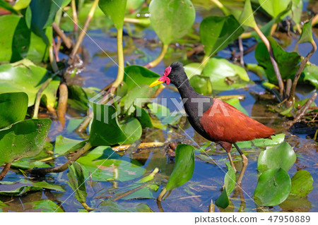 Wattled Jacana, Jacana Jacana, with water lillies in the wetlands of the Pantanal, Corumba, Mato 47950889