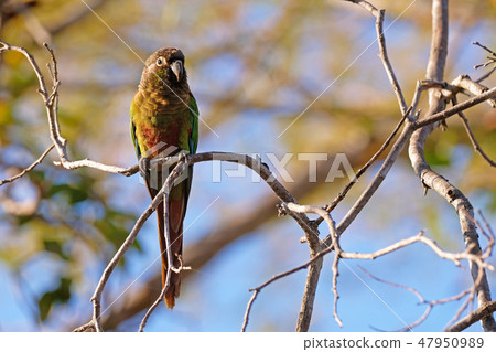 Scaly-headed Parrot, Pionus Maximiliani, perching on a branch in Pantanal, Aquidauana, Mato Grosso 47950989