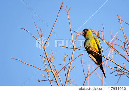 Nanday Parakeet, Aratinga Nenday, also known as the Black-hooded Parakeet or Nanday Conure, Pantanal Nanday Parakeet, Aratinga Nenday, also known as the Black-hooded Parakeet or Nanday Conure, Pantanal 47951030