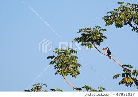 Toco Toucan, Ramphastos Toco, also known as the Common Toucan, Giant Toucan, Pantanal, Mato Grosso Toco Toucan, Ramphastos Toco, also known as the Common Toucan, Giant Toucan, Pantanal, Mato Grosso 47951037