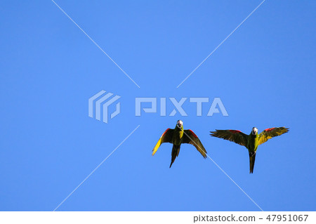 Flying red-shouldered macaw in the wild, Diopsittaca Nobilis, Aquidauana, Mato Grosso Do Sul, Brazil Flying red-shouldered macaw in the wild, Diopsittaca Nobilis, Aquidauana, Mato Grosso Do Sul, Brazil 47951067