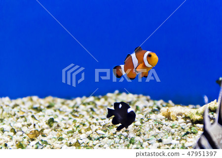 Aquarium fishes in salt water Aquarium fishes in salt water 47951397