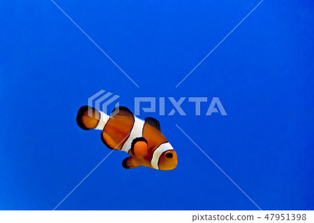 Aquarium fishes in salt water Aquarium fishes in salt water 47951398
