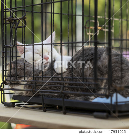 Sleeping homeless white and grey adult cats cats from shelter for animals in a cage, expecting them Sleeping homeless white and grey adult cats cats from shelter for animals in a cage, expecting them 47951923