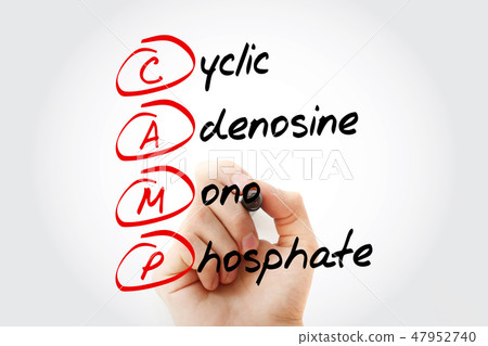 CAMP - Cyclic Adenosine MonoPhosphate 47952740