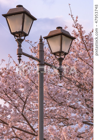 Full-bloom Sakura Street Light Spring image Kaiyoshino Chikara Colorful Spring Festival Full-bloom Sakura Street Light Spring image Kaiyoshino Chikara Colorful Spring Festival 47953748