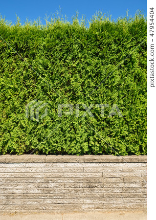 Growing green hedge on land terrace on blue sky background Growing green hedge on land terrace on blue sky background 47954404