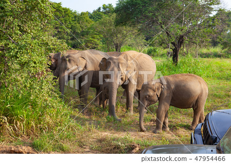 Wild elephants eating grass, Hurulu Eco Park 47954466