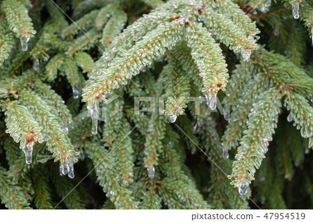 Frozen drops of water on a spruce branch.  47954519