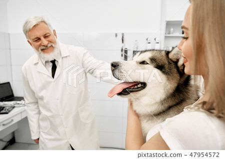 Woman with alaskan malamute on examination in vet clinic. Woman with alaskan malamute on examination in vet clinic. 47954572