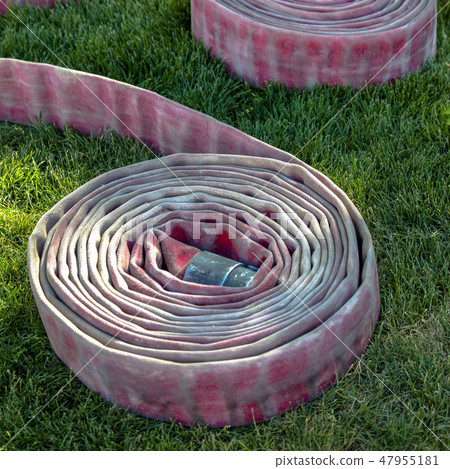 Pair of coiled firehose on sunlit grassy ground Pair of coiled firehose on sunlit grassy ground 47955181