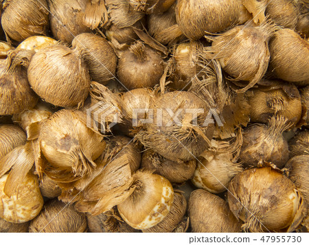Tulip bulbs 47955730