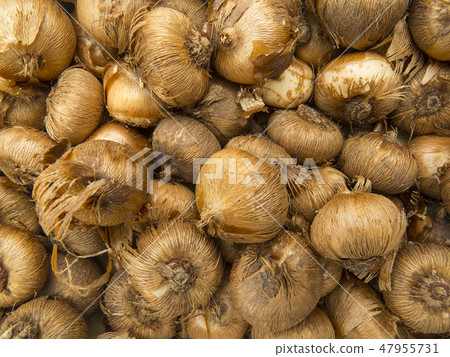 Tulip bulbs 47955731