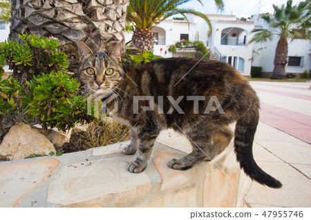 Pets and domestic animals concept - Cute cat wearing collar walking on the street Pets and domestic animals concept - Cute cat wearing collar walking on the street 47955746