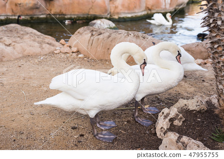 Beautiful white swans in a sunny day. Beautiful white swans in a sunny day. 47955755