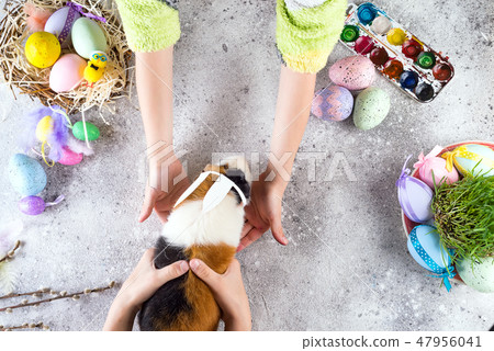 Guinea pig with the ears of the Easter bunny in children's hands against the background of colored Guinea pig with the ears of the Easter bunny in children's hands against the background of colored 47956041
