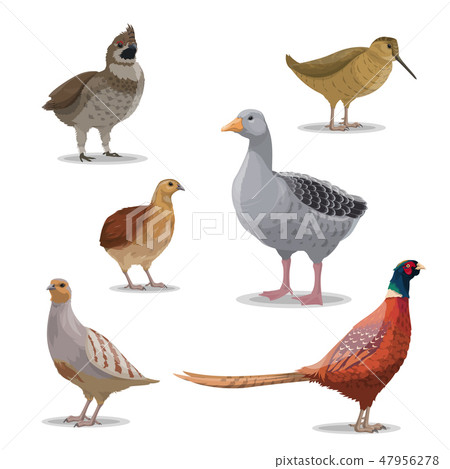 Isolated hunting birds, vector wildfowl Isolated hunting birds, vector wildfowl 47956278