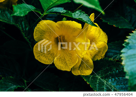 Yellow flowers of the trumpet vine 47956404