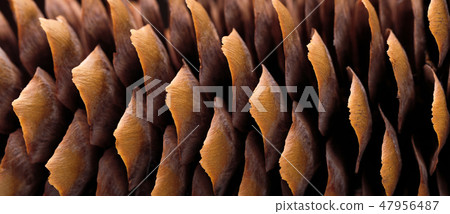 Dry spruce cone Dry spruce cone 47956487