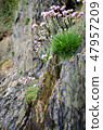 Flowers on the rock of the mountain 47957209