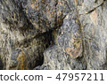 Nature texture of the mountain 47957211