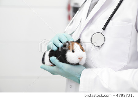 Vet stroking hamster, holding him in hands. 47957313