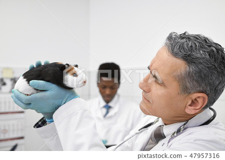 Vet frowning and looking at hamster.on examination. 47957316