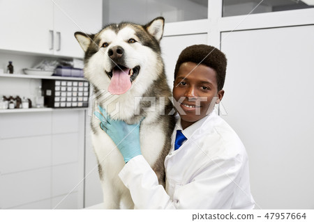 African veterinarian hugging and stroking malamute, posing. African veterinarian hugging and stroking malamute, posing. 47957664