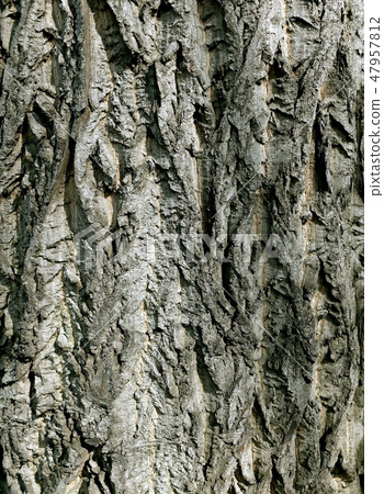 Texture of the old grey bark tree Texture of the old grey bark tree 47957812