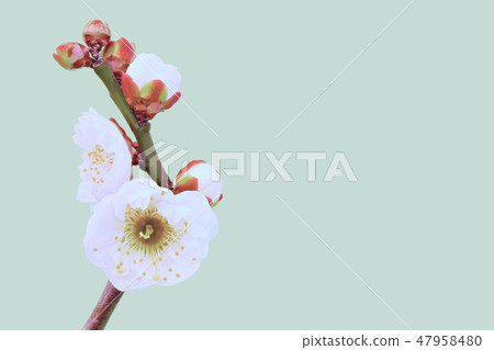Plum blossoms (depth synthesis) 47958480