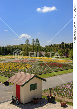 At the tulip field in Yamazato at Biki Hill Park At the tulip field in Yamazato at Biki Hill Park 47959263