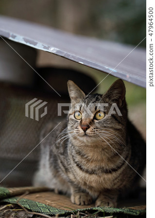 在Totan下雨庇護的河中的貓 47964500