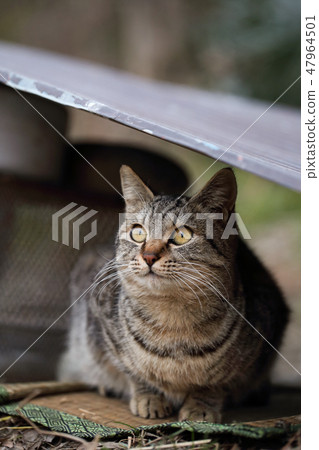 在Totan下雨庇護的河中的貓 47964501