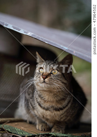 觀看天空的貓，當下雨在Totan下的風雨棚時 47964502