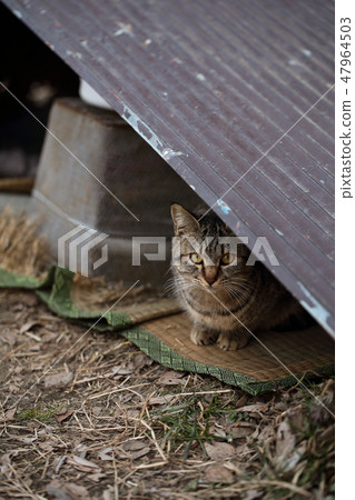 掩藏在錫下的地方貓 47964503