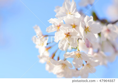 藍天和盛開的櫻花 藍天和盛開的櫻花 47964887