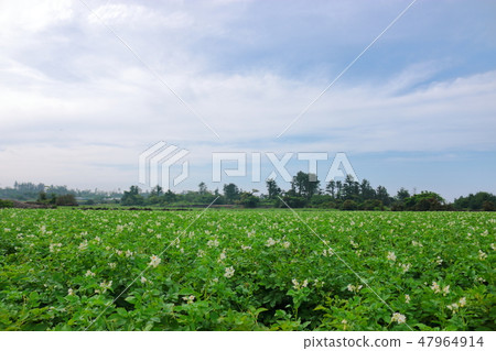 Rural landscape, village, countryside, potato field, potato flower, 47964914