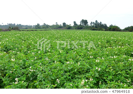 Rural landscape, village, countryside, potato field, potato flower, Rural landscape, village, countryside, potato field, potato flower, 47964918
