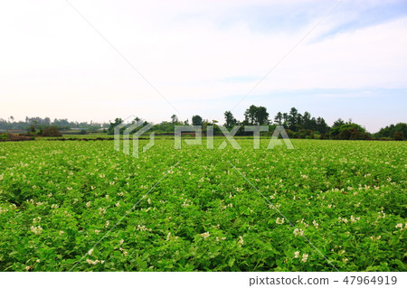 鄉村景觀，村莊，農村，馬鈴薯田，馬鈴薯花， 47964919