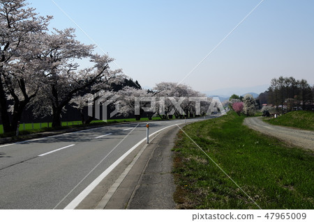 Koiwai farm in spring Spring cherry blossoms and Iwate Koiwai farm in spring Spring cherry blossoms and Iwate 47965009