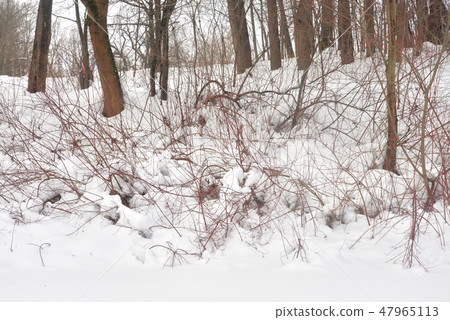 Deciduous forest at winter . Deciduous forest at winter . 47965113