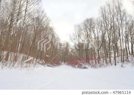 Deciduous forest at winter . Deciduous forest at winter . 47965114