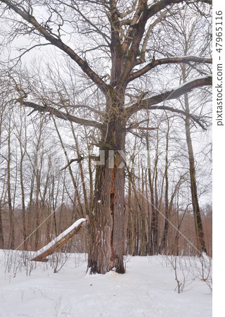 Deciduous forest at winter . Deciduous forest at winter . 47965116