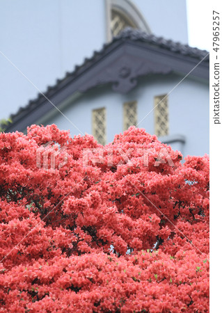 Beautiful pink rhododendron Government House, 47965257