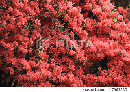 Beautiful pink rhododendron Government House, 47965285