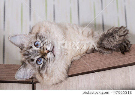 Fluffy cat lies on a wooden table. Portrait of a beautiful cat Fluffy cat lies on a wooden table. Portrait of a beautiful cat 47965518