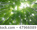  Bamboo grove 47966089