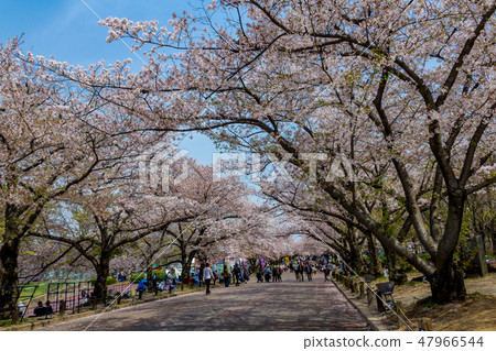 櫻花樹和遊人曝光紀念公園 47966544